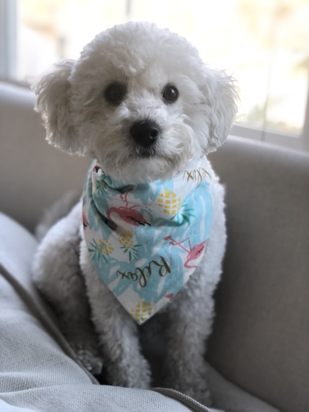 Moke, the real white Maltipoo who inspired the game